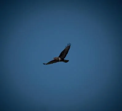 Buzzard in flight Stock Photos