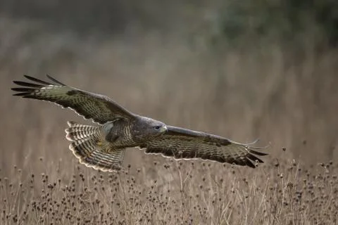 Buzzard in flight Foto stock