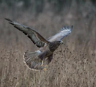 Buzzard in flight Stock Photos