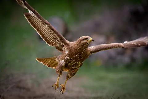 Buzzard in flight Stock Photos