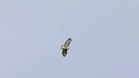BUZZARD FLYING 100 IPS HD Stock Footage 90468591