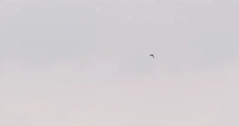 Buzzard flying and hovering mid Air searching for Prey Stock Footage 169071531