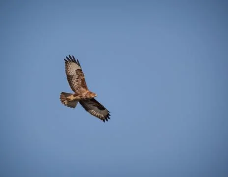 Buzzard flying in a clear sky. Stock Photos