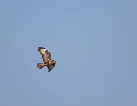 Buzzard flying in a clear sky. Stock Photos