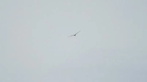 Buzzard flying in slow motion against clear sky minimal wildlife scene Stock Footage 332619489