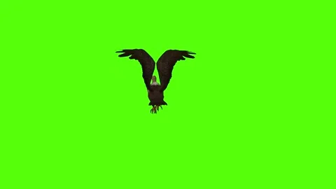 Buzzard Flying Static Green Screen Animation 4K Rendering Video stock 295557114