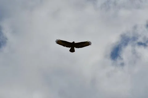 Buzzard Flying in summer sky Background Nature Bird Stock Photos