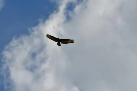Buzzard Flying in summer sky Background Nature Bird Stock Photos