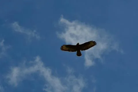 Buzzard Flying in summer sky Background Nature Bird Stockfoto's