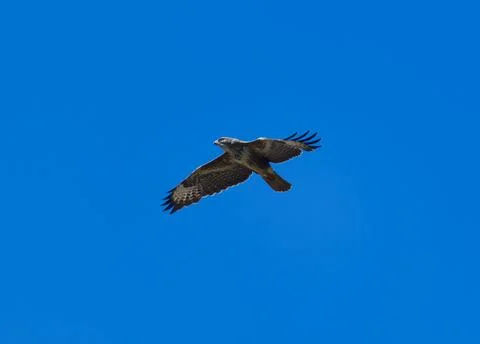 Buzzard Flying summer time Stock Photos