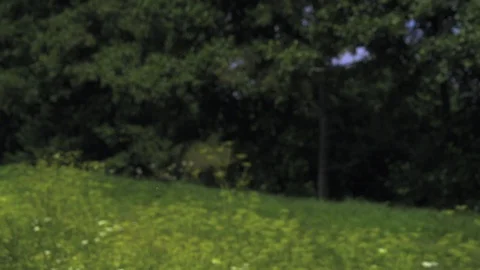 Buzzard flying. Ultra slow motion hispeed  2000fps Stock Footage 92902268