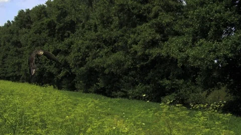 Buzzard flying. Ultra slow motion hispeed  2000fps Video stock 92910286