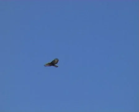 Buzzard Vídeo Stock 63012