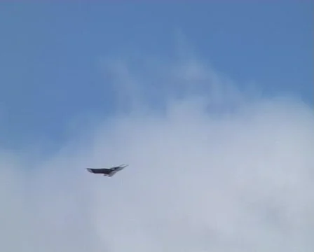 Buzzard Stock Footage 82403