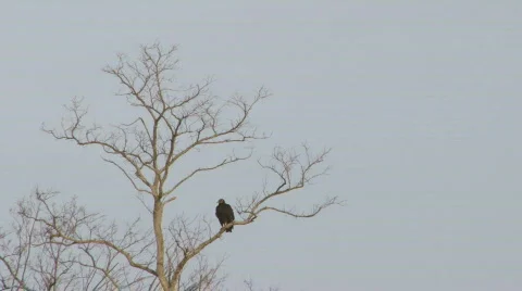 Buzzard Video stock 327795