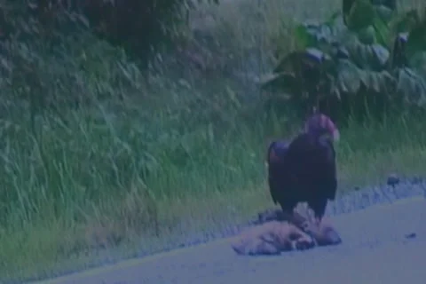 Buzzard Stockbeeldmateriaal 7765037