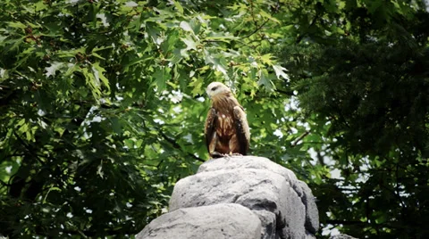 Buzzard Stock Footage 33543521