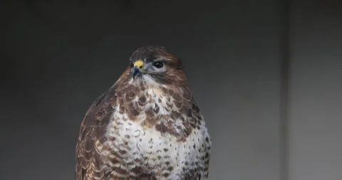 Buzzard Stock Footage 258678779