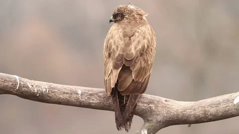 Buzzard in the forest in Hungary Stock-Footage 71741109