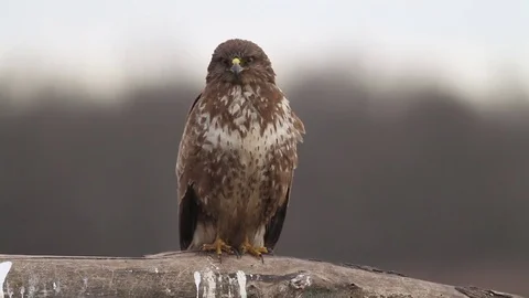 Buzzard in the forest in Hungary Stock Footage 71741363