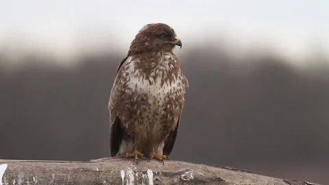 Buzzard in the forest in Hungary Stock Footage 71741789