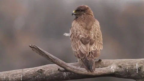 Buzzard in the forest in Hungary Stock Footage 71743808