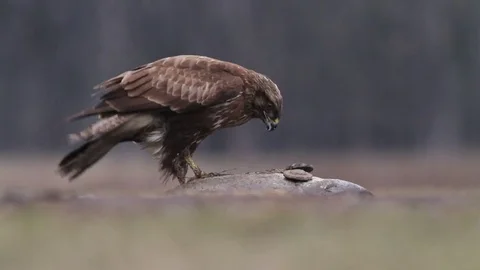 Buzzard in the forest in Hungary Stock Footage 71743960
