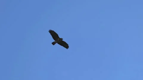 Buzzard glides through the air, Coln Robert, The Cotswolds, England, Great Stock Footage 333537809