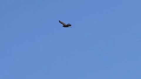 Buzzard glides through the air, Coln Robert, The Cotswolds, England, Great Stock Footage 333798775