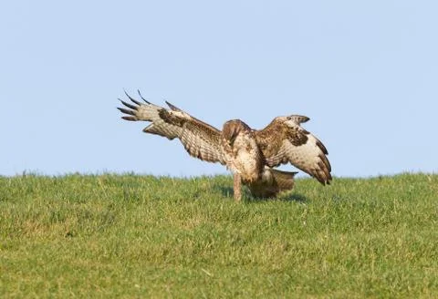 Buzzard grabbing prey Stock Photos