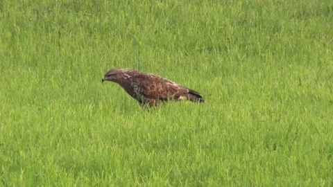 Buzzard in the grass  Stock Footage 301686394