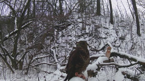 Buzzard has one paw, branch, forest Stock Footage 169170201