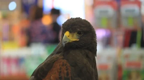 Buzzard hawk close-up in department store, buzzard hawk close-up (buteo buteo), 스톡 동영상 55400779