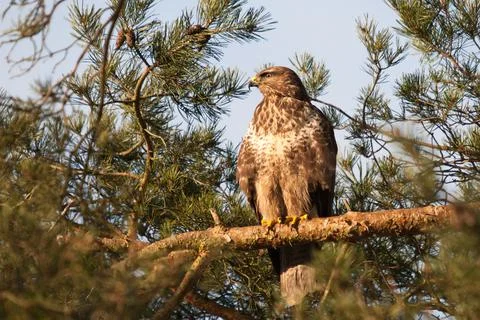Buzzard in high pine tree on branch Stock Photos