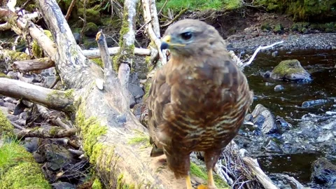 Buzzard is intrigued by the trail camera and checks it out. Isle of Skye Stock Footage 247128439