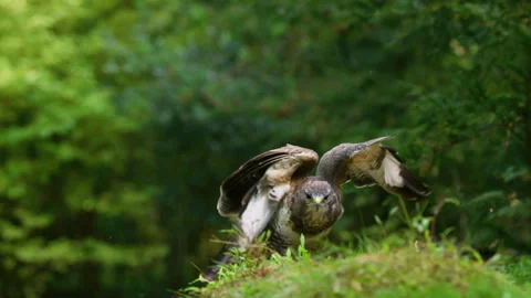 Buzzard jumping down from twig to grass, slow motion Stock Footage 324532235