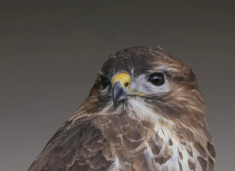 A buzzard keeping watch Stock Photos