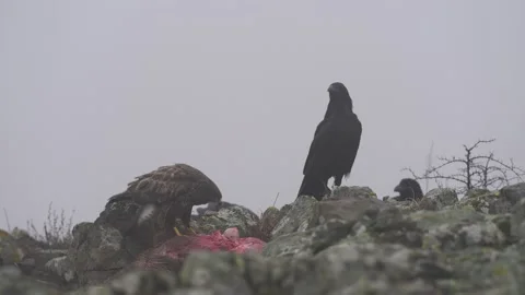 Buzzard with kill carcass on the forest meadow. Buteo buteo with dead Common Phe Stock Footage 164315732