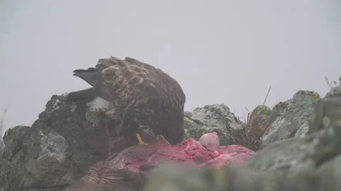 Buzzard with kill carcass on the forest meadow. Buteo buteo with dead Common Phe Stock Footage 164316228