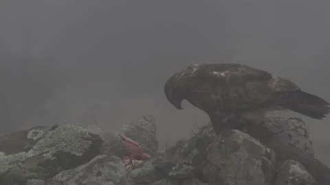 Buzzard with kill carcass on the forest meadow. Buteo buteo with dead Common Phe Stock Footage 164321089