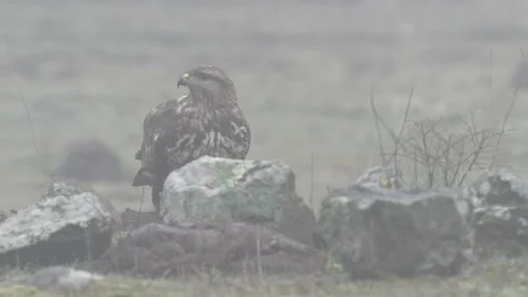 Buzzard with kill carcass on the forest meadow. Buteo buteo with dead Common Phe Stock Footage 164321187