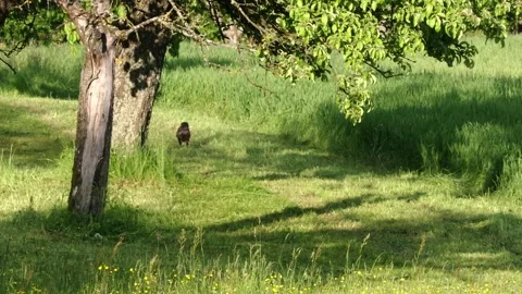 Buzzard lands on a meadow Stock Footage 304318407