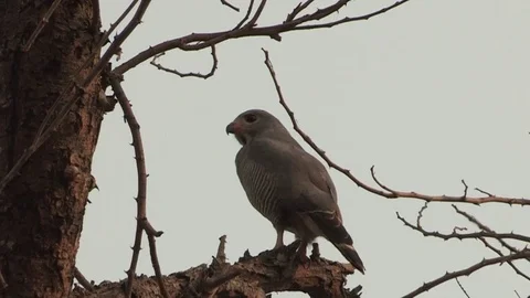 Buzzard (Lizard) perched on a tree Stock Footage 84722893
