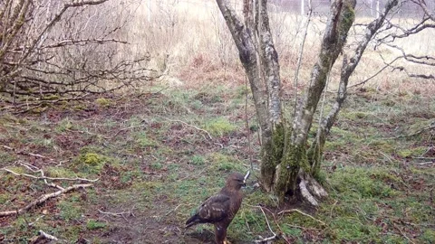 Buzzard Looking Around on Ground and Flying Towards Camera, Wildlife Footage Stock Footage 192887839