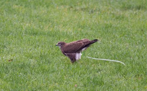 Buzzard in meadow, defecating Stock Photos