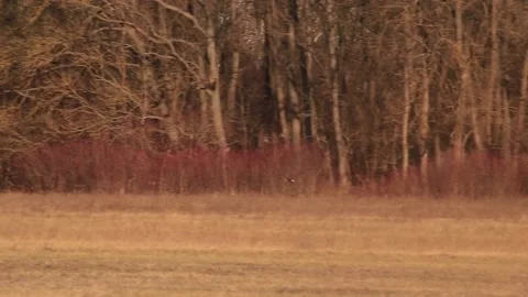 Buzzard in the meadow Stock Footage 167314882