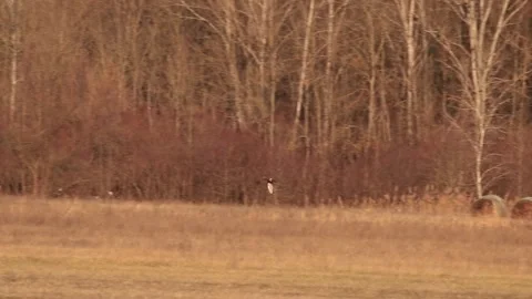 Buzzard in the meadow Stock Footage 167314884