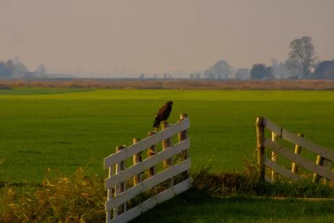 Buzzard in nature Stock Photos