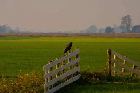 Buzzard in nature Stock Photos