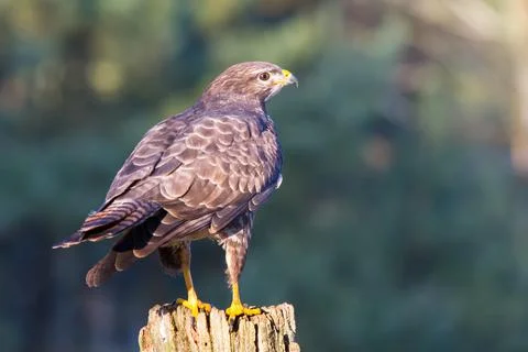 Buzzard on old fence post Stock Photos
